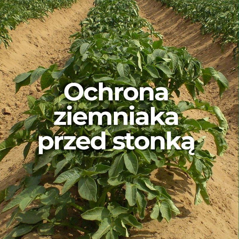 Ochrona ziemniaka przed stonką | Blog Sklepfarmera.pl