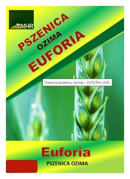 Pszenica zwyczajna ozima Euforia C1 W 1000Kg MHR