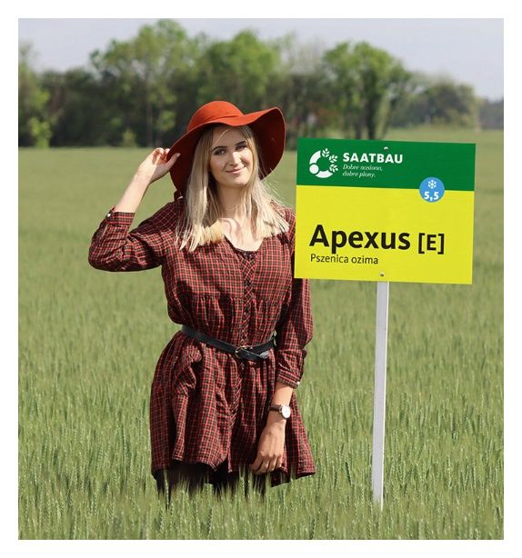 Pszenica zwyczajna ozima Apexus C1 W Saatbau