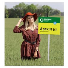 Pszenica zwyczajna ozima Apexus C1 W Saatbau