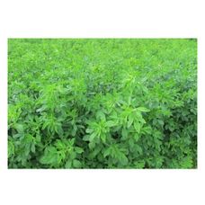 Lucerna siewna Plato C1 Granum