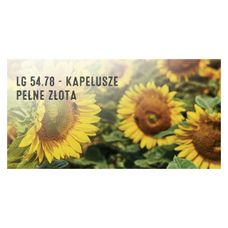 Słonecznik LG 54.78 150 tyś C1 Limagrain