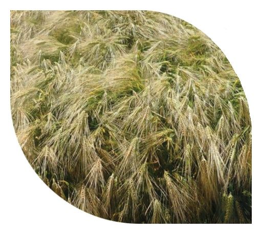Jęczmień ozimy SY Maliboo F1 C1 900tyś nasion Syngenta