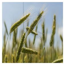 Żyto jare KWS Allocator F1 C1 1 mln KWS