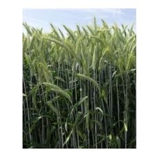 Żyto ozime Dańkowskie Kanter C1 1,5 mln Top Farms