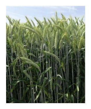 Żyto ozime Dańkowskie Kanter C1 BB 10 js Top Farms