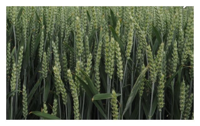 Pszenica zwyczajna ozima Debian C1 BB 1000Kg Top Farms