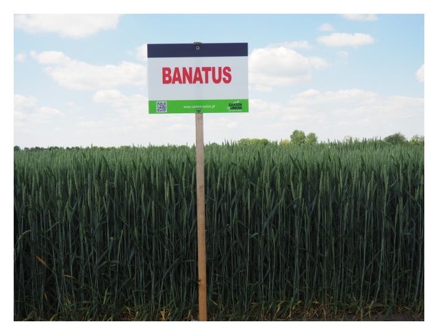 Pszenica zwyczajna ozima SU Banatus C1 W 1000Kg Saaten Union