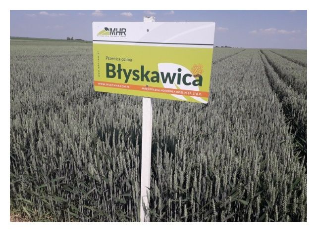 Pszenica zwyczajna ozima Błyskawica C1 W 1000Kg MHR