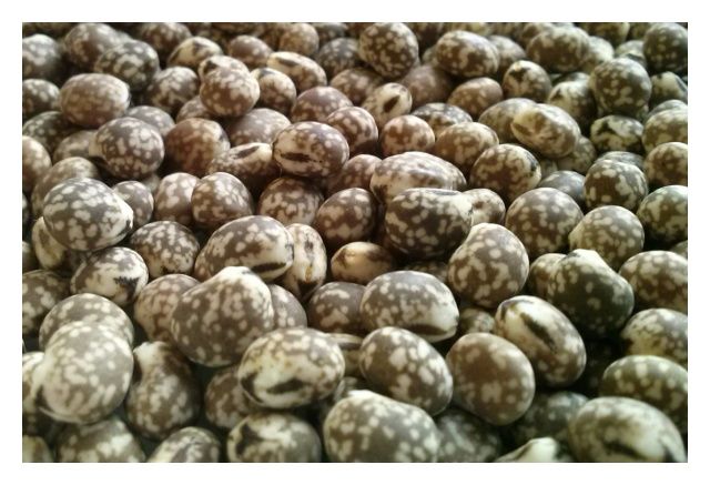 Łubin wąskolistny gorzki Karo C1 1Kg Granum