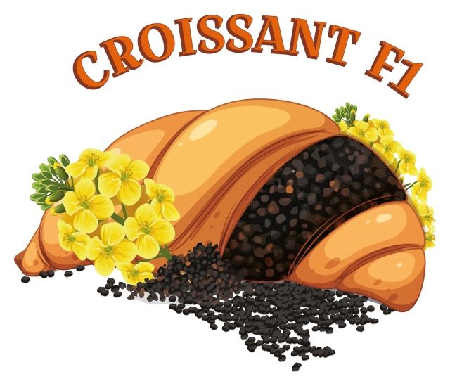 Rzepak ozimy Croissant F1 C1 Scenic Gold + Lumiposa Rapool