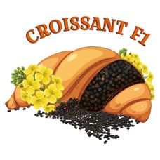 Rzepak ozimy Croissant F1 C1 Scenic Gold + Lumiposa Rapool