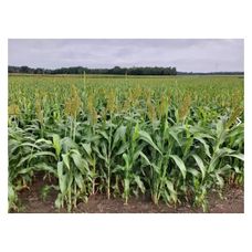 Sorgo Bovital C1 600 tyś nasion Saaten Union