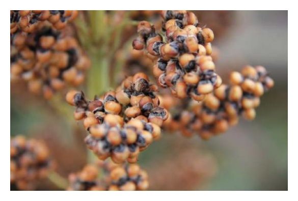 Sorgo RGT Belugga C1 300 tyś nasion RAGT