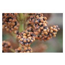 Sorgo RGT Belugga C1 300 tyś nasion RAGT