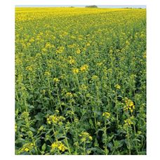 Rzepak ozimy DK Plener F1 C1 Scenic Gold + Buteo Start + Zinc Boost Bayer