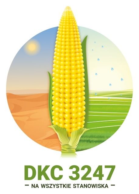 Kukurydza DKC 3247 F1 C1 50 tyś Korit + Force Bayer