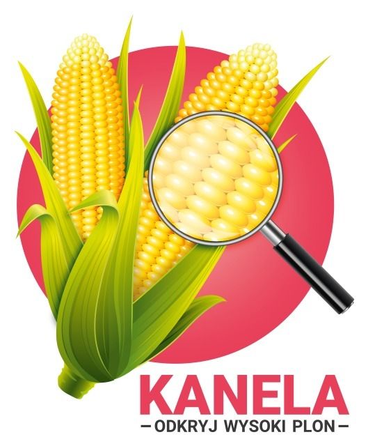 Kukurydza Kanela F1 C1 50 tyś Energy Seeds