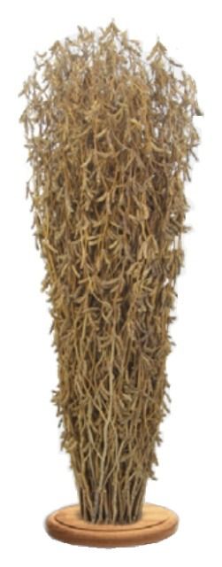 Soja Maestro C1 100 tyś Agroyoumis/Oseva