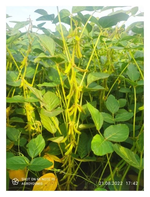 Soja Graf C1 100 tyś Agroyoumis/Oseva