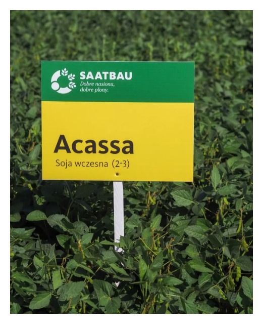 Soja Acassa C1 150 tyś Saatbau