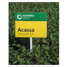 Soja Acassa C1 150 tyś Saatbau