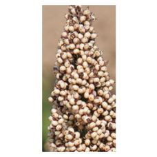 Sorgo RGT Aliggator C1 300 tyś KWS