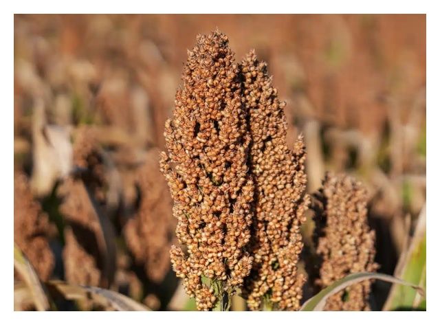 Sorgo RGT Figgaro C1 300 tyś nasion RAGT