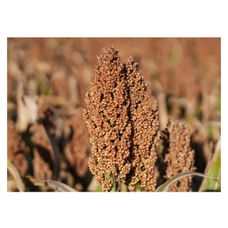 Sorgo RGT Figgaro C1 300 tyś nasion RAGT