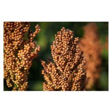 Sorgo RGT Leggend C1 300 tyś RAGT