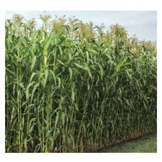 Sorgo KWS Fenixus C1 250 tyś KWS