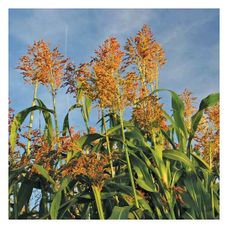 Sorgo KWS Freya C1 350 tyś KWS
