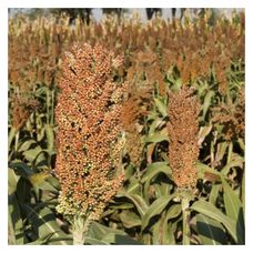Sorgo KWS Lupus C1 250 tyś KWS