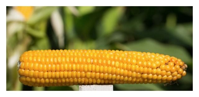 Kukurydza Codizouk F1 C1 50 tyś Korit IGP