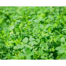 Lucerna RGT Dentelle C1 4,5mln nasion RAGT