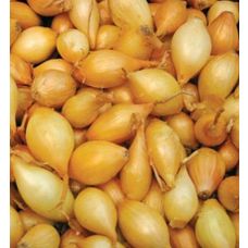 Cebula Dymka Sturon 20kg GMF Group