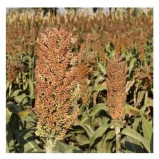 Sorgo KWS Lupus C1 Eco 250 tyś KWS