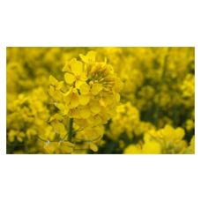 Rzepak ozimy DK Exagris F1 C1 Scenic Gold + Buteo Start + Zinc Bayer
