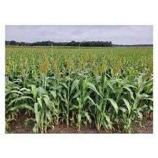 Sorgo Bovital C1 300 tyś nasion Saaten Union