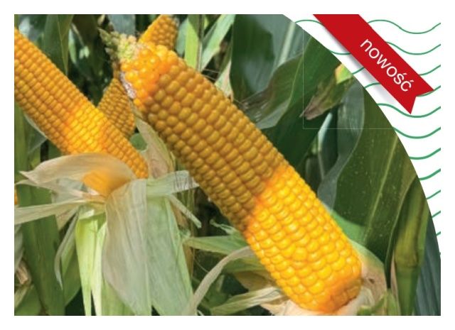 Kukurydza Maximaize 260 F1 C1 50 tyś Korit + Force Syngenta