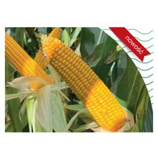 Kukurydza Maximaize 260 F1 C1 50 tyś Korit + Force Syngenta