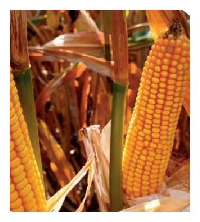 Kukurydza SY Akela F1 C1 50 tyś Syngenta