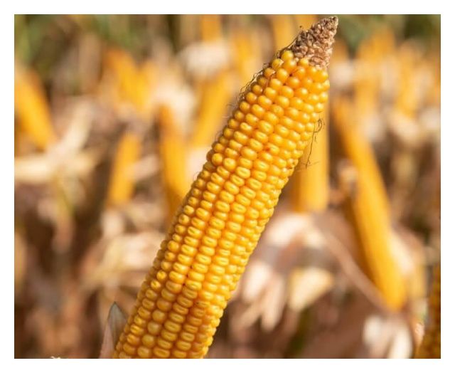 Kukurydza SY Calo F1 C1 50 tyś Korit + Force Syngenta