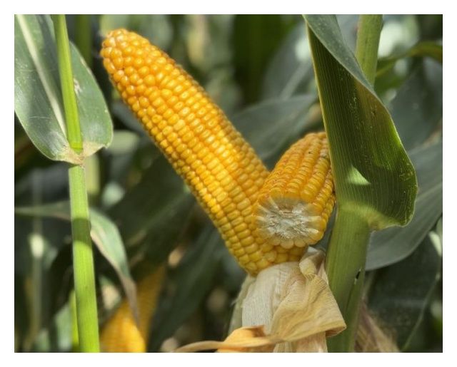 Kukurydza SY Facto F1 C1 50 tyś Syngenta