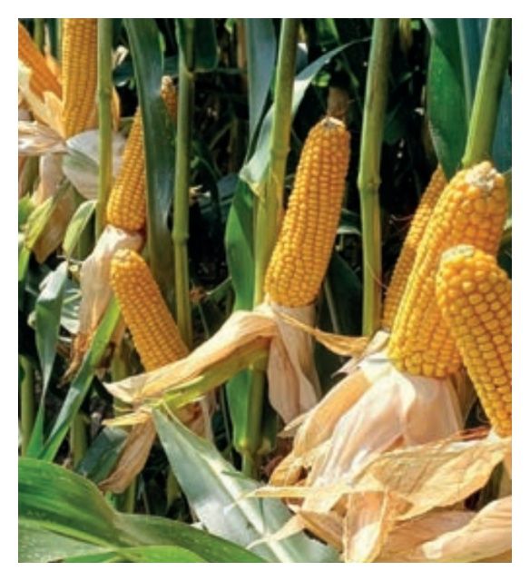 Kukurydza SY Fleming F1 C1 50 tyś Syngenta