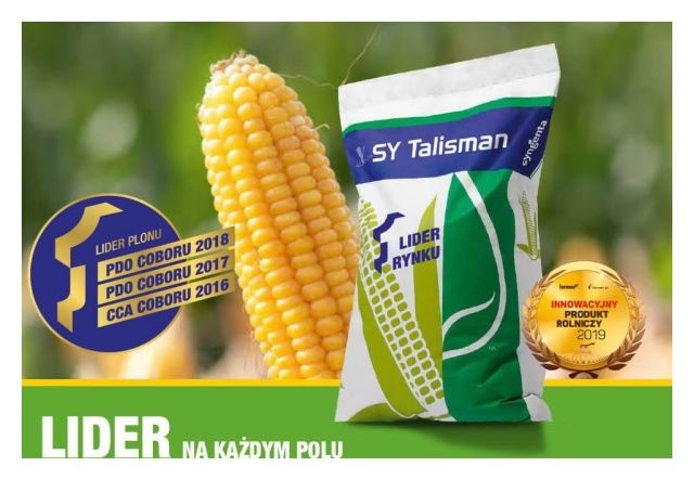 Kukurydza SY Talisman F1 C1 50 tyś Korit + Force Syngenta