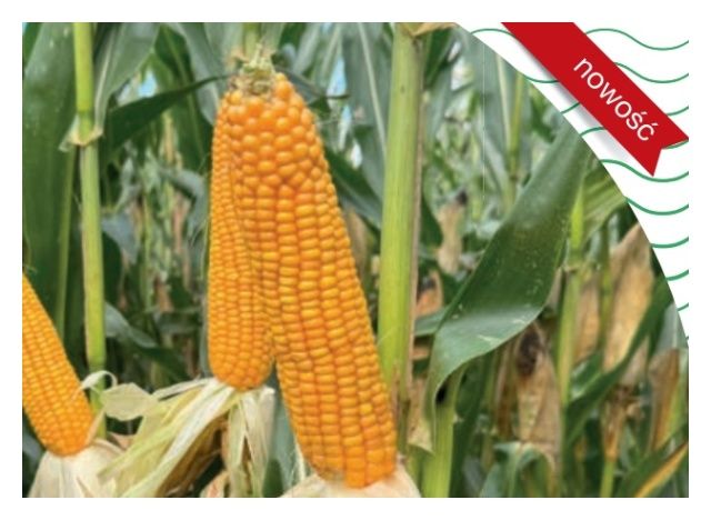 Kukurydza Symetric F1 C1 50 tyś Syngenta