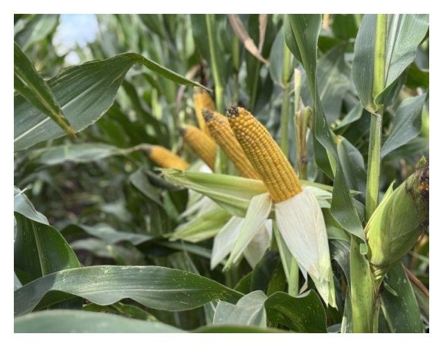 Kukurydza SY Fertilius F1 C1 50 tyś Korit Syngenta