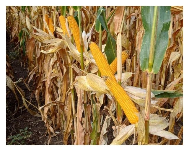 Kukurydza SY Millas F1 C1 50 tyś Syngenta