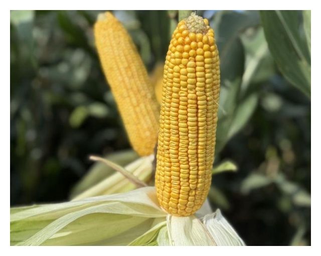 Kukurydza SY Bohema F1 C1 50 tyś Syngenta